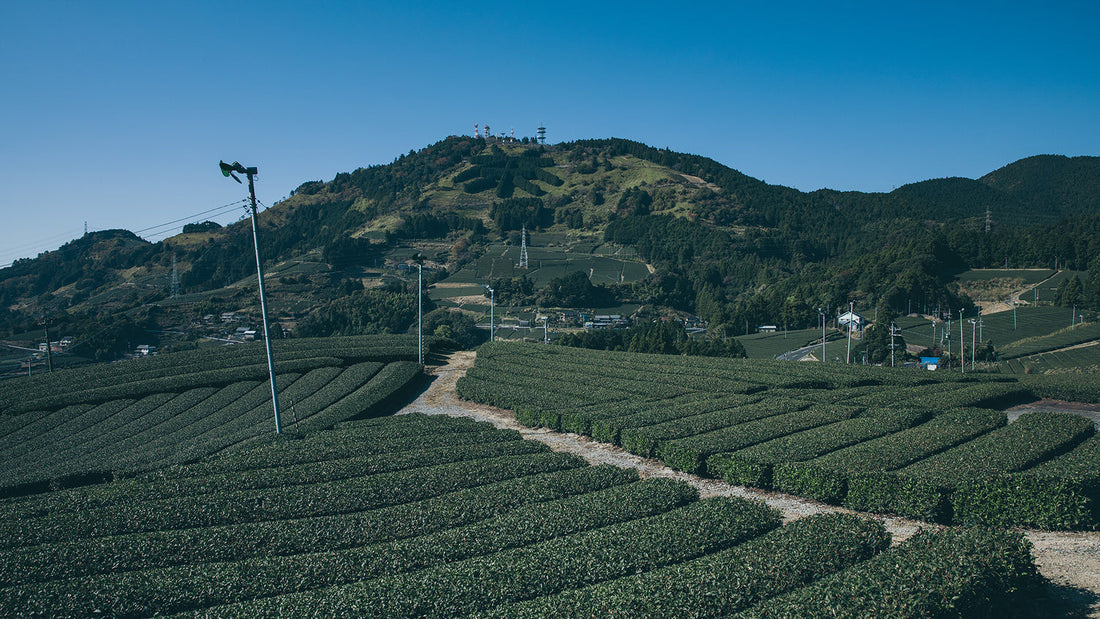 静岡のお茶所、東山のお茶